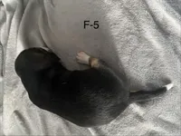 Faith 5 female, a female Beagle for sale in Le Roy, NY – Photo 5 of 6