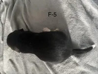 Faith 5 female, a female Beagle for sale in Le Roy, NY – Photo 4 of 6