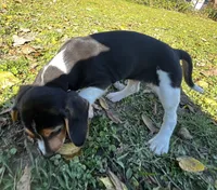 Faith white, a male Beagle for sale in Le Roy, NY – 6 of 10