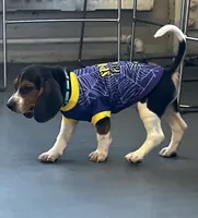 Male blue collar, a male Beagle for sale in Le Roy, NY – 7 of 10