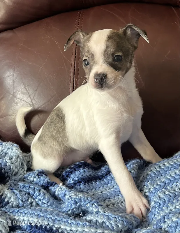 Male 3 – Chiweenie puppy for sale in Le Roy, NY