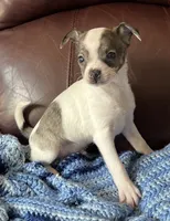Male 3, a male Chiweenie for sale in Le Roy, NY – 1 of 9
