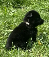 Female 5, a female German Shepherd Dog for sale in Le Roy, NY – 8 of 10