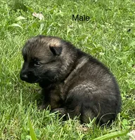 Male Shilo/Germam, a male German Shepherd Dog for sale in Le Roy, NY – 9 of 10