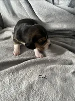 Faith 4 female, a female Beagle for sale in Le Roy, NY – Photo 4 of 5