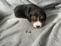 Faith 4 female, a female Beagle for sale in Le Roy, NY – Photo 1 of 5