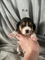 Faith 4 female, a female Beagle for sale in Le Roy, NY – Photo 3 of 5