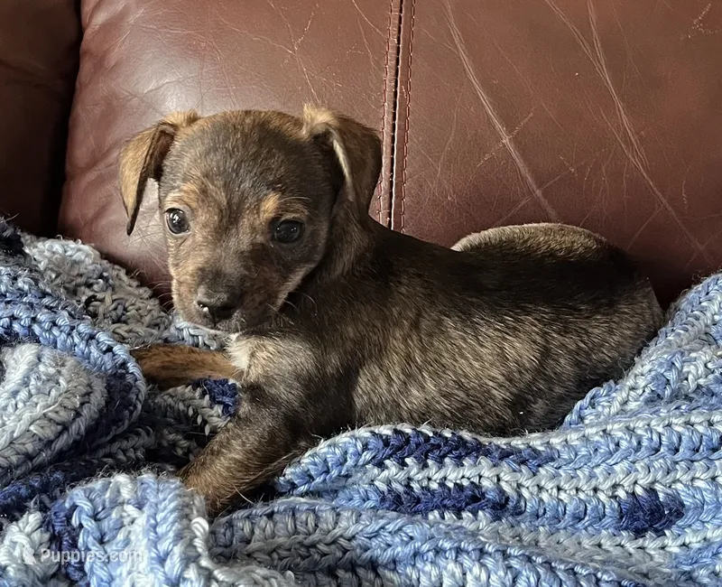 Male 2 – Chiweenie puppy for sale in Le Roy, NY