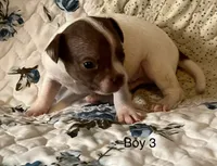 Male 3, a male Chiweenie for sale in Le Roy, NY – 9 of 9