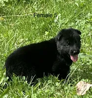Female 5, a female German Shepherd Dog for sale in Le Roy, NY – 9 of 10