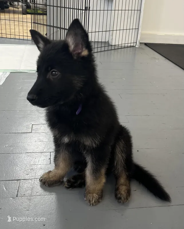 Purple collar female