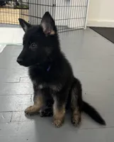 Purple collar female, a female German Shepherd Dog for sale in Le Roy, NY – Photo 1 of 7