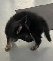 Purple collar female, a female German Shepherd Dog for sale in Le Roy, NY – Photo 2 of 7