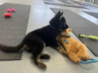 Purple collar female, a female German Shepherd Dog for sale in Le Roy, NY – Photo 3 of 7