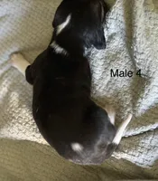 Male 4, a male Beagle for sale in Le Roy, NY – 3 of 7