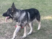 Bruce, a male German Shepherd Dog for sale in Le Roy, NY – Photo 7 of 9