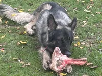 Bruce, a male German Shepherd Dog for sale in Le Roy, NY – Photo 8 of 9