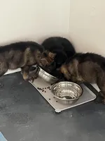 Bruce, a male German Shepherd Dog for sale in Le Roy, NY – Photo 6 of 9