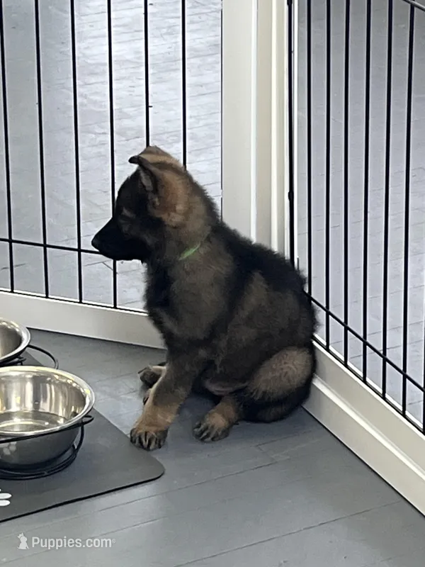 Bruce – German Shepherd Dog puppy for sale in Le Roy, NY