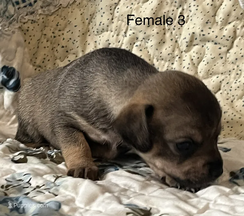 Female 2 – Chiweenie puppy for sale in Le Roy, NY