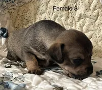 Female 2, a male Chiweenie for sale in Le Roy, NY – 1 of 8