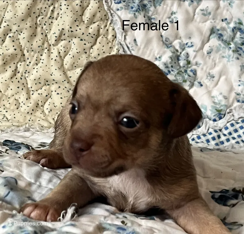 Female 1 – Chihuahua, Chiweenie puppy for sale in Le Roy, NY