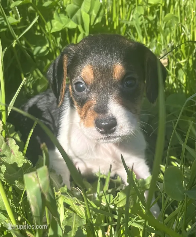Male 1 – Beagle puppy for sale in Le Roy, NY