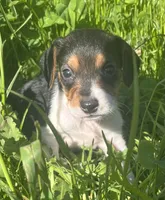 Male 1, a male Beagle for sale in Le Roy, NY – 1 of 4