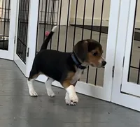 Faith blue collar, a female Beagle for sale in Le Roy, NY – Photo 3 of 7