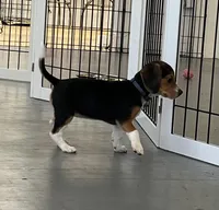 Faith blue collar, a female Beagle for sale in Le Roy, NY – Photo 2 of 7