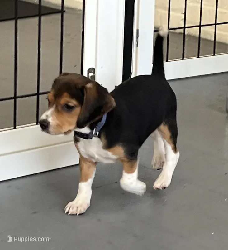 Faith blue collar – Beagle puppy for sale in Le Roy, NY