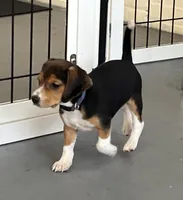 Faith blue collar, a female Beagle for sale in Le Roy, NY – Photo 1 of 7