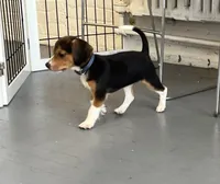 Faith blue collar, a female Beagle for sale in Le Roy, NY – Photo 4 of 7