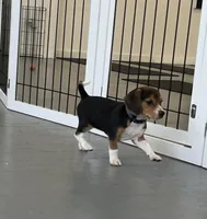 Faith blue collar, a female Beagle for sale in Le Roy, NY – Photo 5 of 7