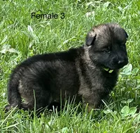 Female 3, a female German Shepherd Dog for sale in Le Roy, NY – 4 of 9