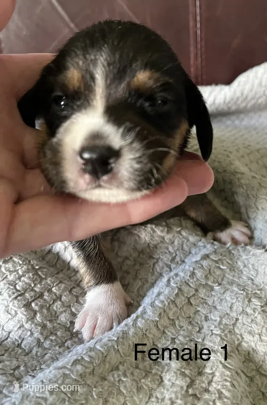 Female 1 – Beagle puppy for sale in Le Roy, NY