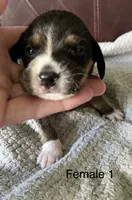 Female 1, a female Beagle for sale in Le Roy, NY – 1 of 5