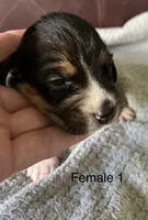 Female 1, a female Beagle for sale in Le Roy, NY – 5 of 5
