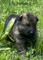 Female 2, a female German Shepherd Dog for sale in Le Roy, NY – 9 of 9