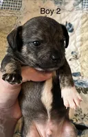 Male 2, a male Chiweenie for sale in Le Roy, NY – 5 of 10