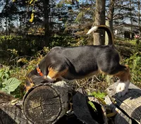 Faith orange, a male Beagle for sale in Le Roy, NY – 5 of 10