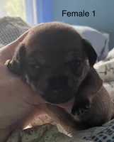 Female 1, a male Chihuahua and Chiweenie for sale in Le Roy, NY – 7 of 8