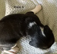 Male 4, a male Beagle for sale in Le Roy, NY – 4 of 7