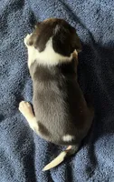 Female 5, a female Beagle for sale in Le Roy, NY – 4 of 8