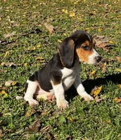 Faith white, a male Beagle for sale in Le Roy, NY – 4 of 10