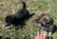 Female Sable, a female German Shepherd Dog for sale in Le Roy, NY – Photo 4 of 7