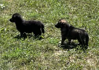 Female Sable, a female German Shepherd Dog for sale in Le Roy, NY – Photo 5 of 7