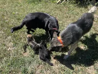 Female Sable, a female German Shepherd Dog for sale in Le Roy, NY – Photo 7 of 7