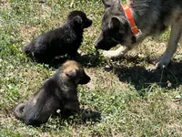 Female Sable, a female German Shepherd Dog for sale in Le Roy, NY – Photo 1 of 7