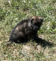 Female Sable, a female German Shepherd Dog for sale in Le Roy, NY – Photo 2 of 7